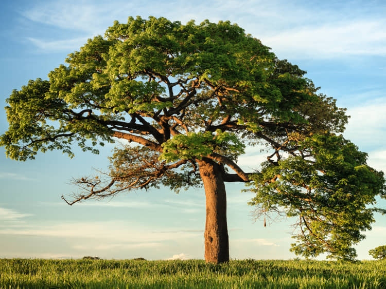 WisdomTree ETF niko-photos-tGTVxeOr_Rs-unsplash