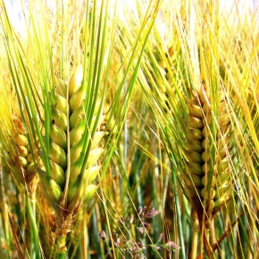 GRANO