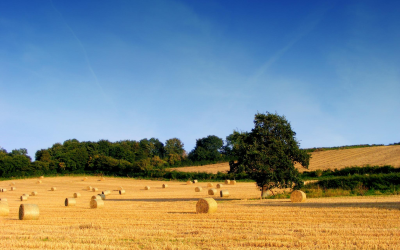 GRANO A